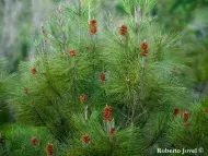 Pinus cubensis