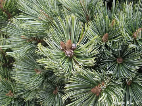 Pinus culminicola - ポトシ・ピニョン