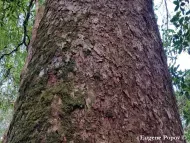 Pinus dalatensis