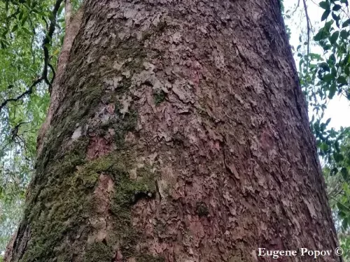 Pinus dalatensis - ダラットマツ