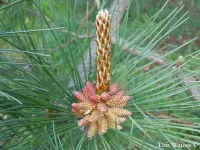 Pinus densata - パイナス・デンサタ - クリックして拡大する