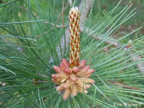 Pinus densata - パイナス・デンサタ
