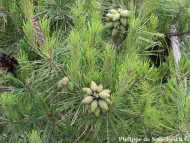 Pinus densiflora