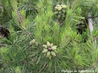 Pinus densiflora - アカマツ - クリックして拡大する