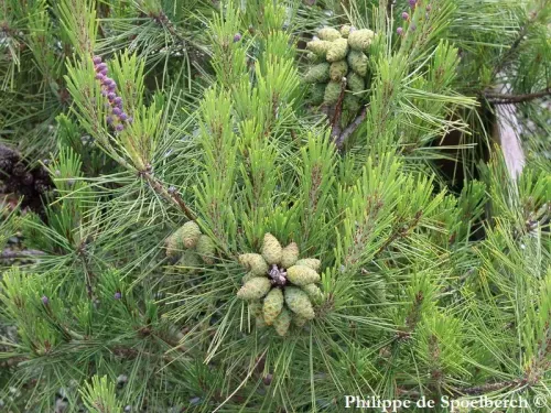 Pinus densiflora - アカマツ