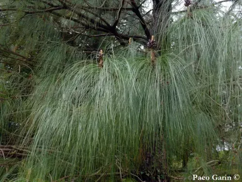 Pinus devoniana - チョアカン松