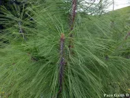 Pinus durangensis