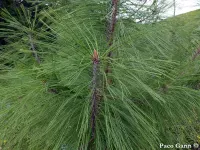 Pinus durangensis - ドゥランゴマツ - クリックして拡大する