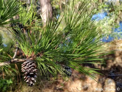 Pinus echinata - ショートリーフパイン
