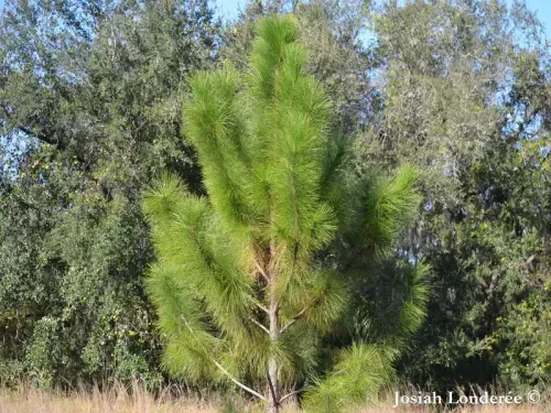 Pinus elliottii - スラッシュマツ