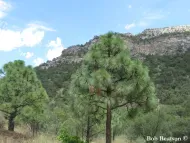 Pinus engelmannii 