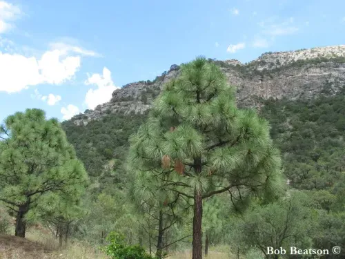 Pinus engelmannii - アパッチパイン