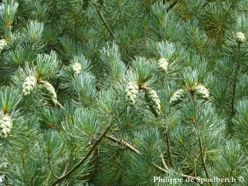 Pinus fenzeliana - 海南五针松 , 広奈五針松