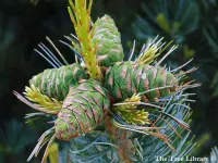 Pinus flexilis - フレキシマツ, フレクシリスマツ - クリックして拡大する