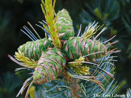 Pinus flexilis - フレキシマツ, フレクシリスマツ