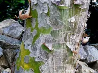 Pinus gerardiana - チルゴザマツ - Click to enlarge