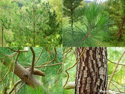 Pinus greggii - レッグの松