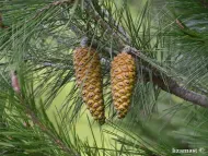 Pinus halepensis