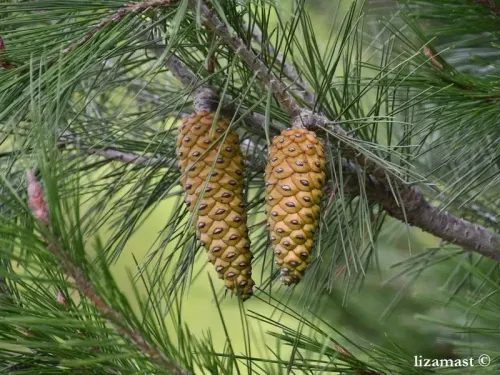 Pinus halepensis - アレッポマツ