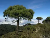 Pinus hartwegii - ハートウェグ松 - クリックして拡大する