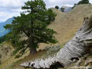 Pinus heldreichii