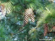 Pinus x holfordiana