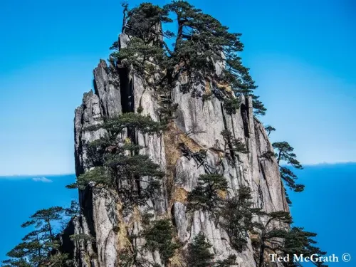 Pinus hwangshanensis - 黄山松