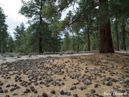 Pinus jeffreyi - ジェフリーマツ