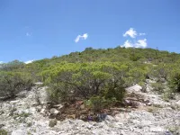 Pinus johannis - ヨハニスマツ, ヨハンピニョンマツ - クリックして拡大する