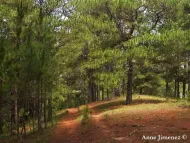 Pinus kesiya