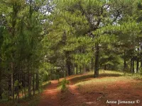 Pinus kesiya - カシヤマツ - Click to enlarge