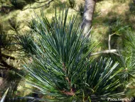 Pinus koraiensis