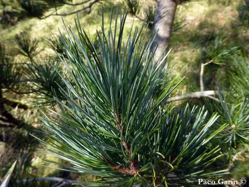 Pinus koraiensis - チョウセンマツ,  チョウセンゴヨウ