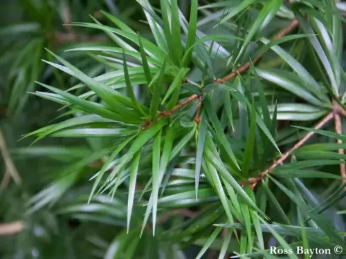 Pinus krempfii - クレンプフマツ, クレンプフ松 