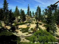Pinus lambertiana - サトウマツ,  シュガーパイン  - クリックして拡大する