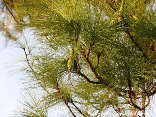 Pinus latteri - テナセリムマツ