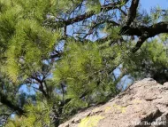 Pinus leiophylla