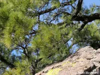 Pinus leiophylla - チワワマツ - クリックして拡大する