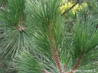Pinus luchuensis - リュウキュウマツ  - クリックして拡大する
