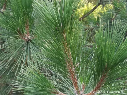 Pinus luchuensis - リュウキュウマツ 