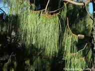 Pinus lumholtzii