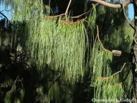 Pinus lumholtzii - ルムホルツマツ - クリックして拡大する
