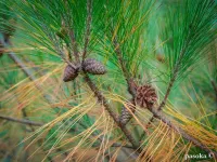 Pinus massoniana - タイワンアカマツ - Click to enlarge