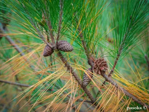 Pinus massoniana - タイワンアカマツ