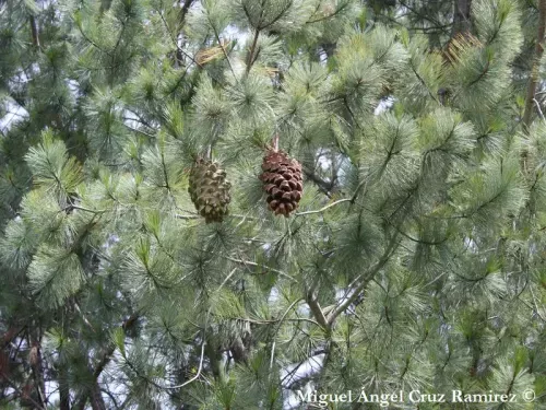 Pinus maximartinezii - マルチネスピニョンマツ