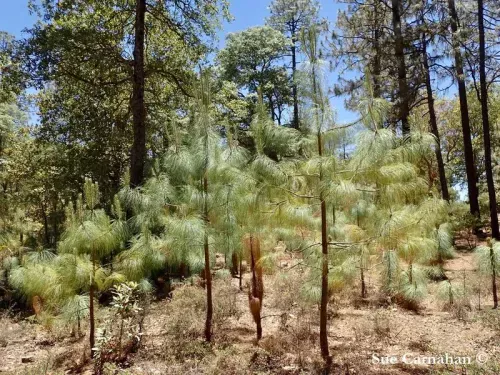 Pinus maximinoi - マキシミノイ マツ