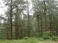 Pinus merkusii