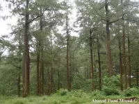 Pinus merkusii - メルクシマツ - クリックして拡大する