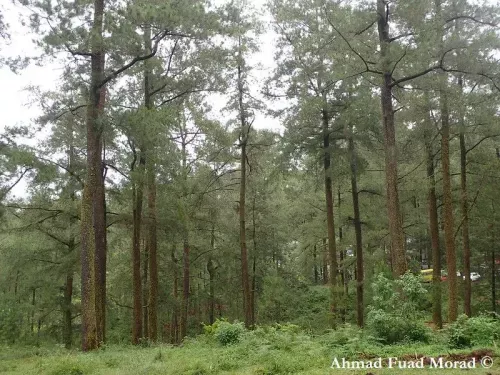 Pinus merkusii - メルクシマツ