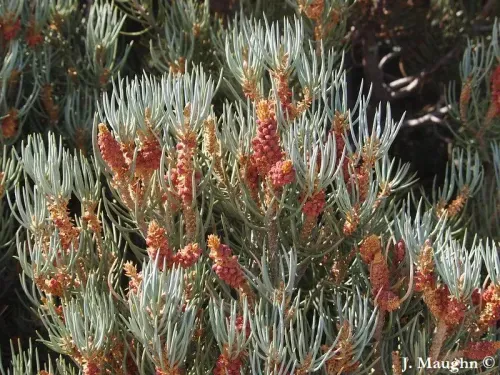 Pinus monophylla - アメリカヒトツバマツ , アメリカ一葉松